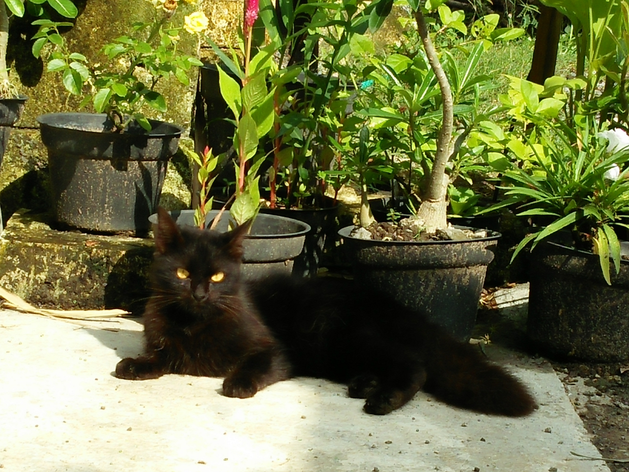 Blacky Yang Malang Jadi Kesayangan