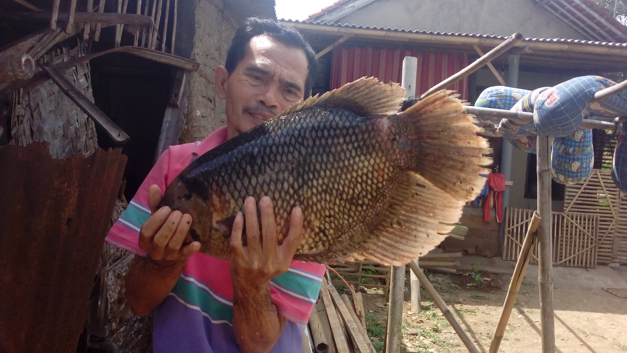 Hewan Peliharaan Dirumah, Ikan, Ayam Gemoy Dan Si Cimeng