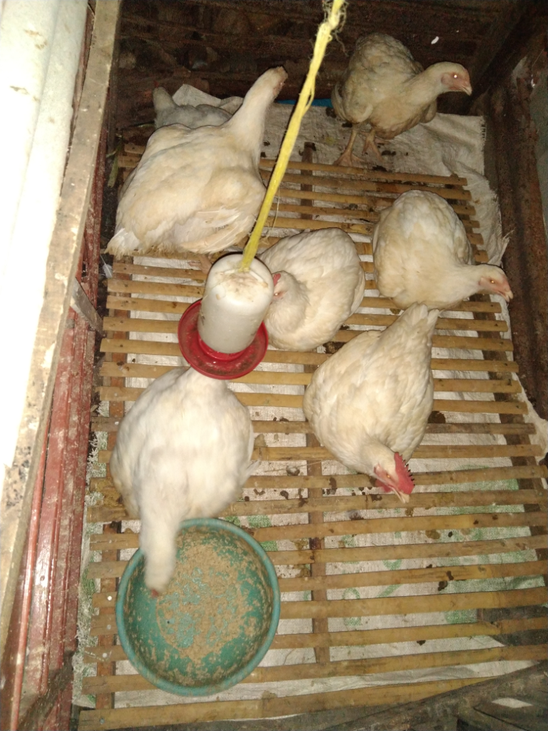 Hewan Peliharaan Dirumah, Ikan, Ayam Gemoy Dan Si Cimeng