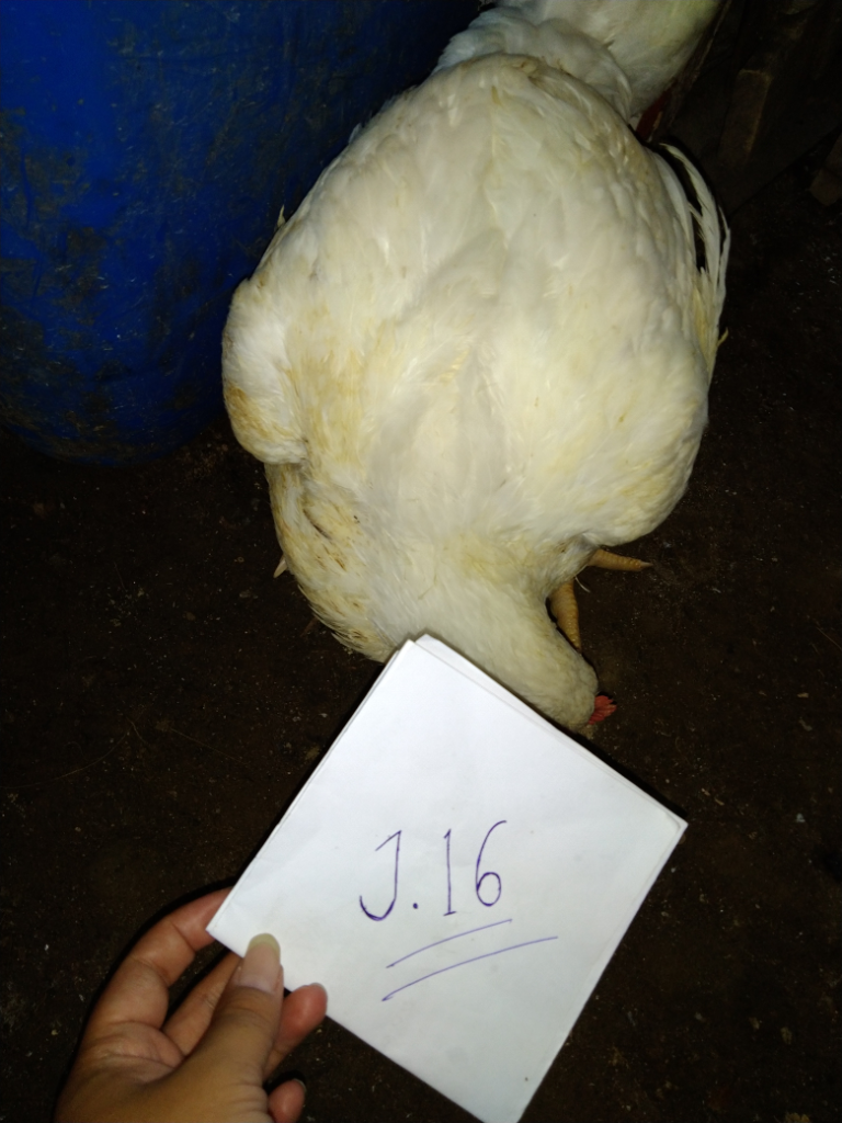 Hewan Peliharaan Dirumah, Ikan, Ayam Gemoy Dan Si Cimeng
