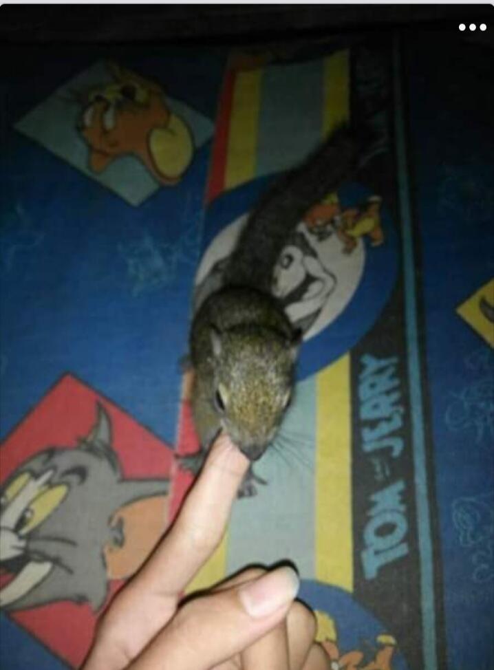 Oh Siciput Kapan Bisa Dibawa Ke Taman Lagi