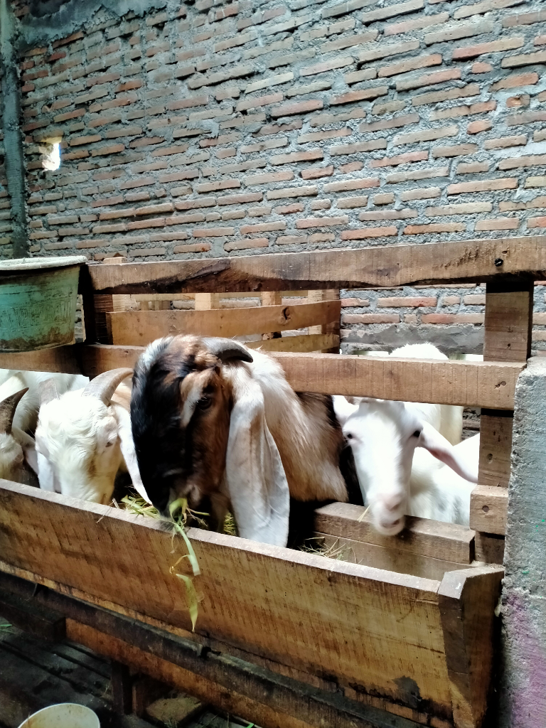Kambing Hewan Penurut yang Menghasilkan Rupiah