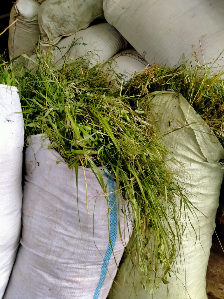 Kambing Hewan Penurut yang Menghasilkan Rupiah