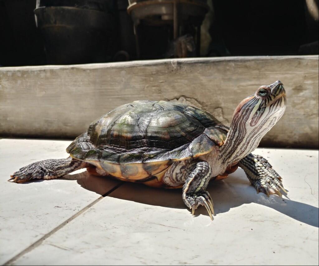 Menjaga Makanan Dan Kebersihan Akuarium, Agar Si KUYO Tetap Sehat Dan Lincah
