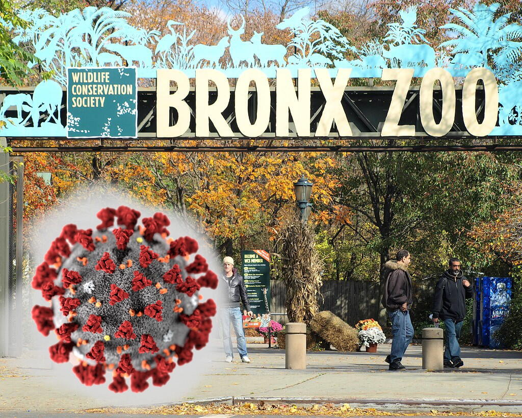 Nadia, Kasus Infeksi Virus Corona Pertama di Kebun Binatang Bronx, New York