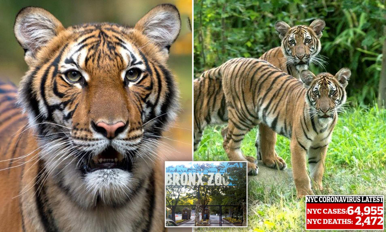 Nadia, Kasus Infeksi Virus Corona Pertama di Kebun Binatang Bronx, New York
