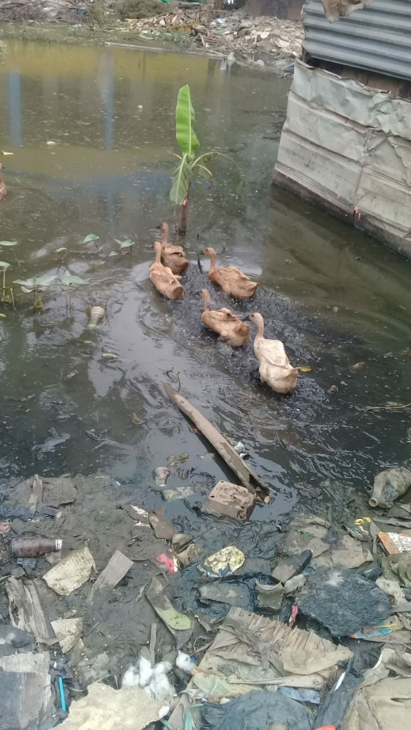 Peliharaanku Yang Tidak Suka Di Lockdown