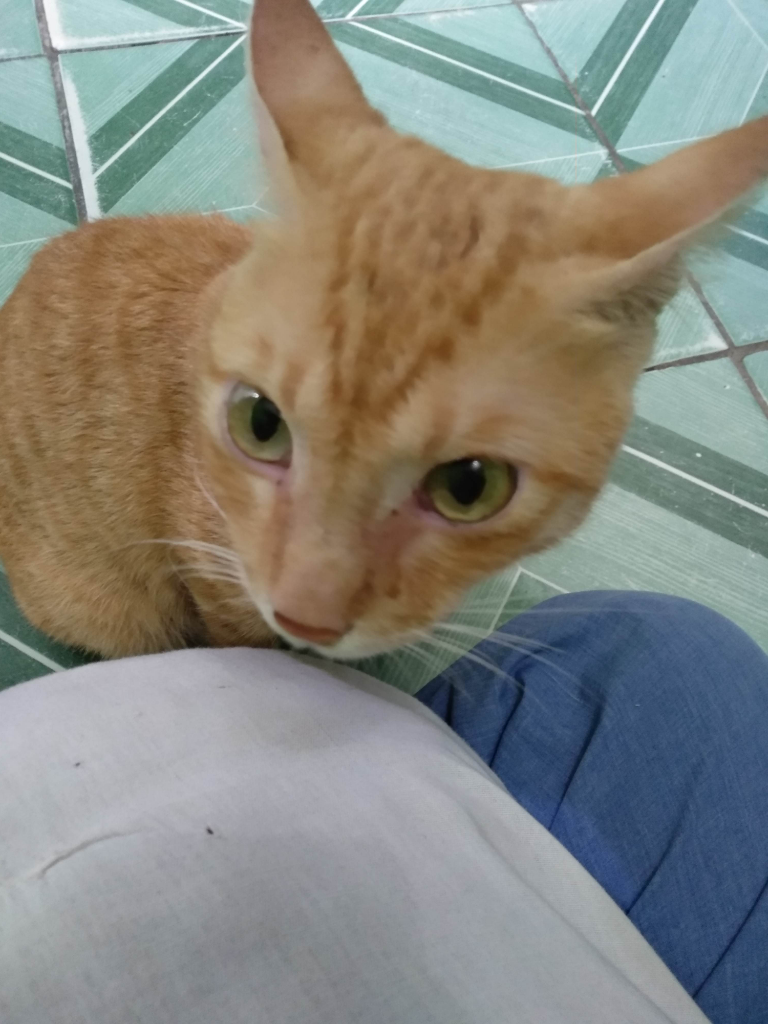 Aku Dan Uning Si Kucing Barbar