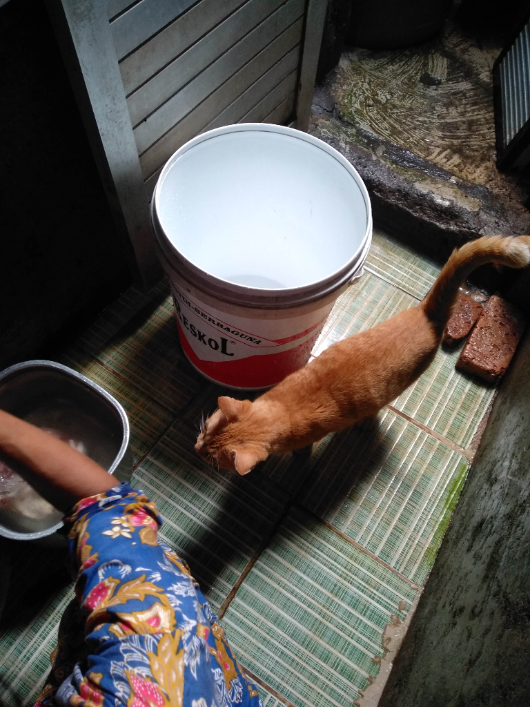 Aku Dan Uning Si Kucing Barbar