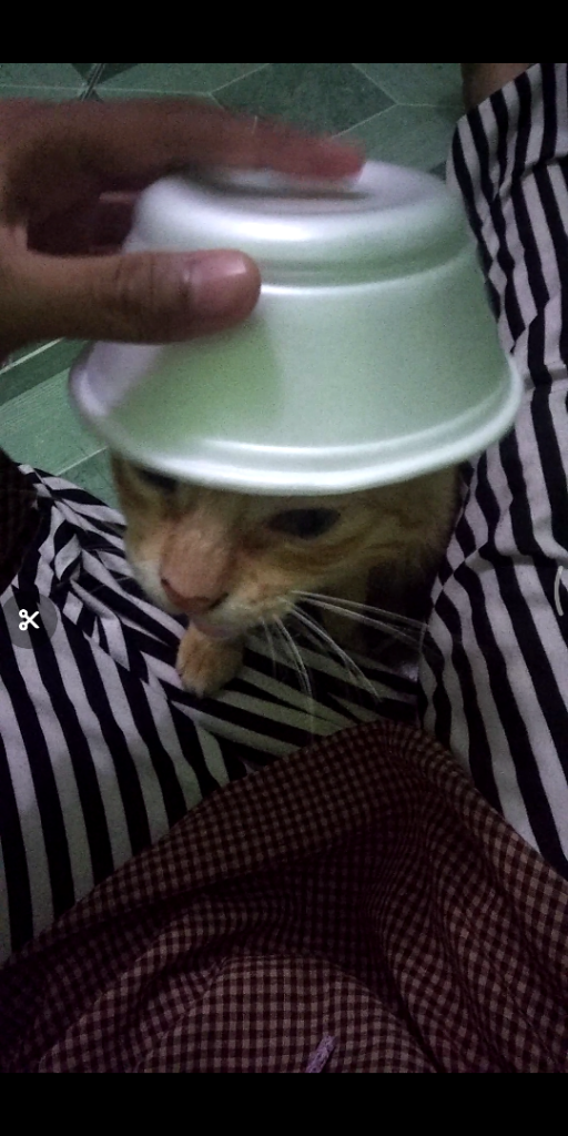 Aku Dan Uning Si Kucing Barbar