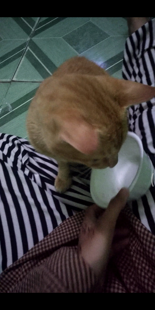 Aku Dan Uning Si Kucing Barbar