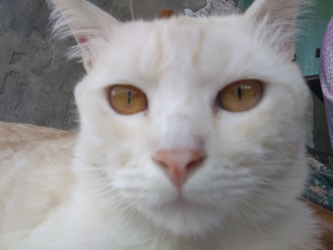 Aku Dan Uning Si Kucing Barbar