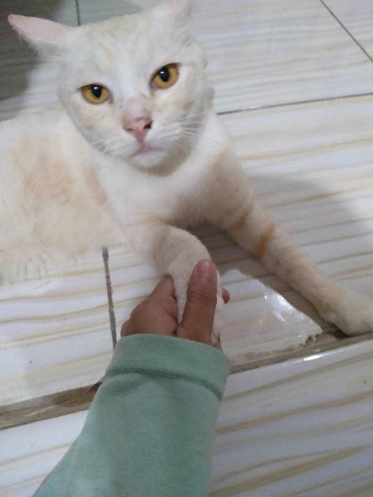 Aku Dan Uning Si Kucing Barbar