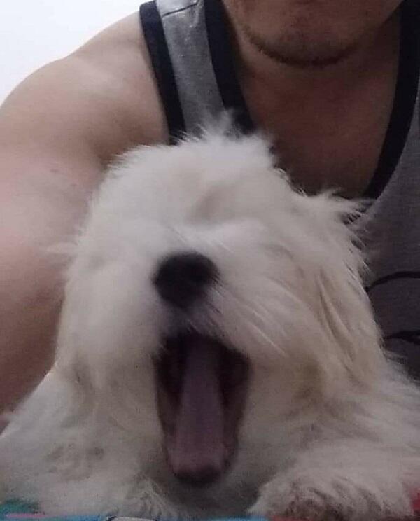 Maltese Jadi Penghibur Di Kala Work From Home