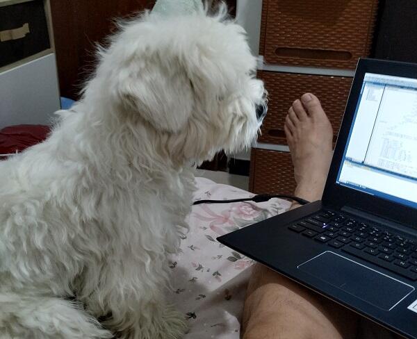 Maltese Jadi Penghibur Di Kala Work From Home