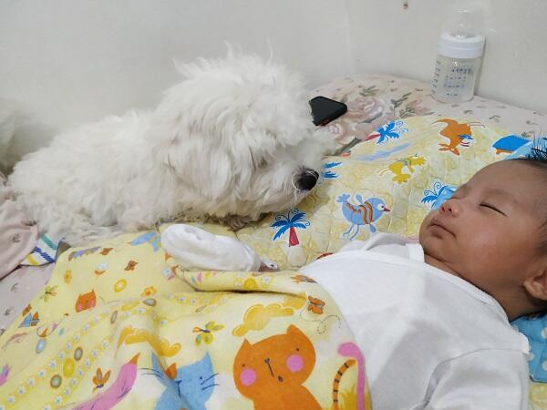 Maltese Jadi Penghibur Di Kala Work From Home