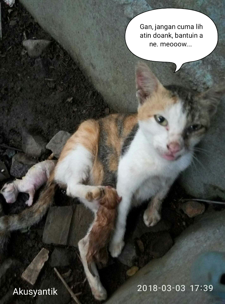 Jangan Bilang Anda 'Cat Lover' Kalau Masih Membedakan Kucing Dengan Asal Usulnya