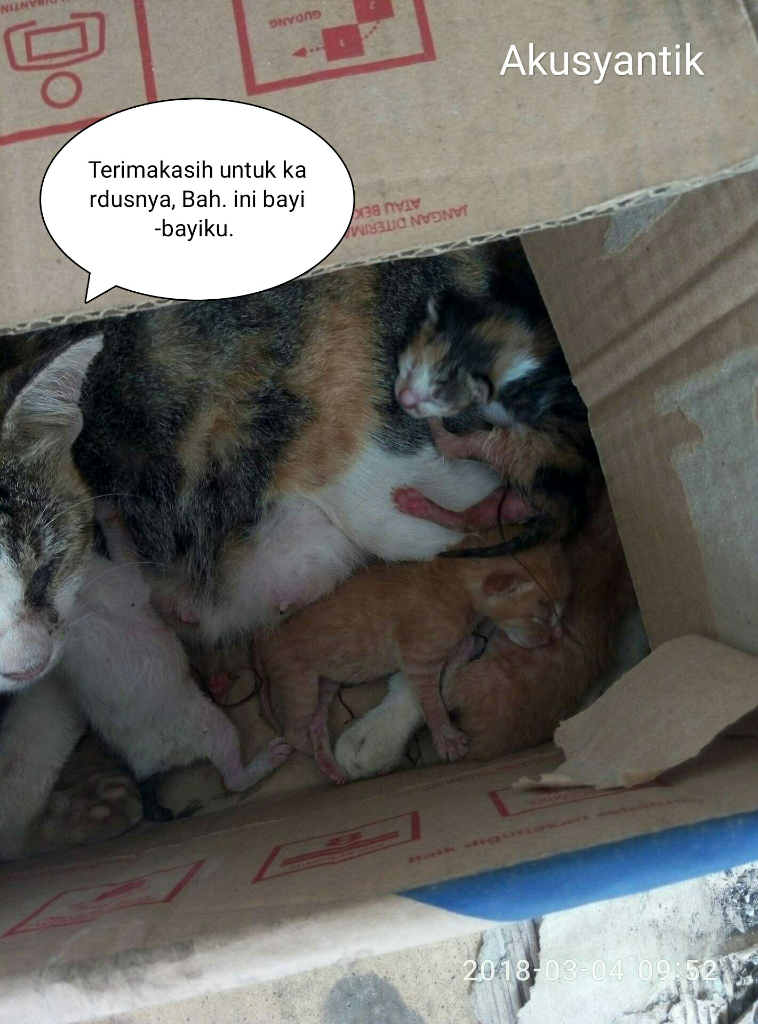 Jangan Bilang Anda 'Cat Lover' Kalau Masih Membedakan Kucing Dengan Asal Usulnya