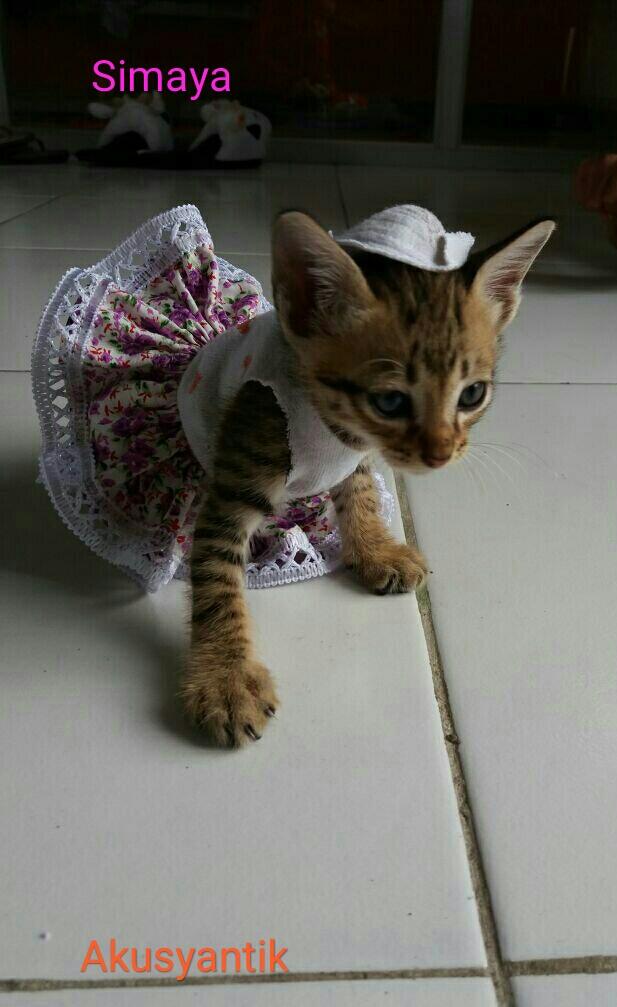 Jangan Bilang Anda 'Cat Lover' Kalau Masih Membedakan Kucing Dengan Asal Usulnya