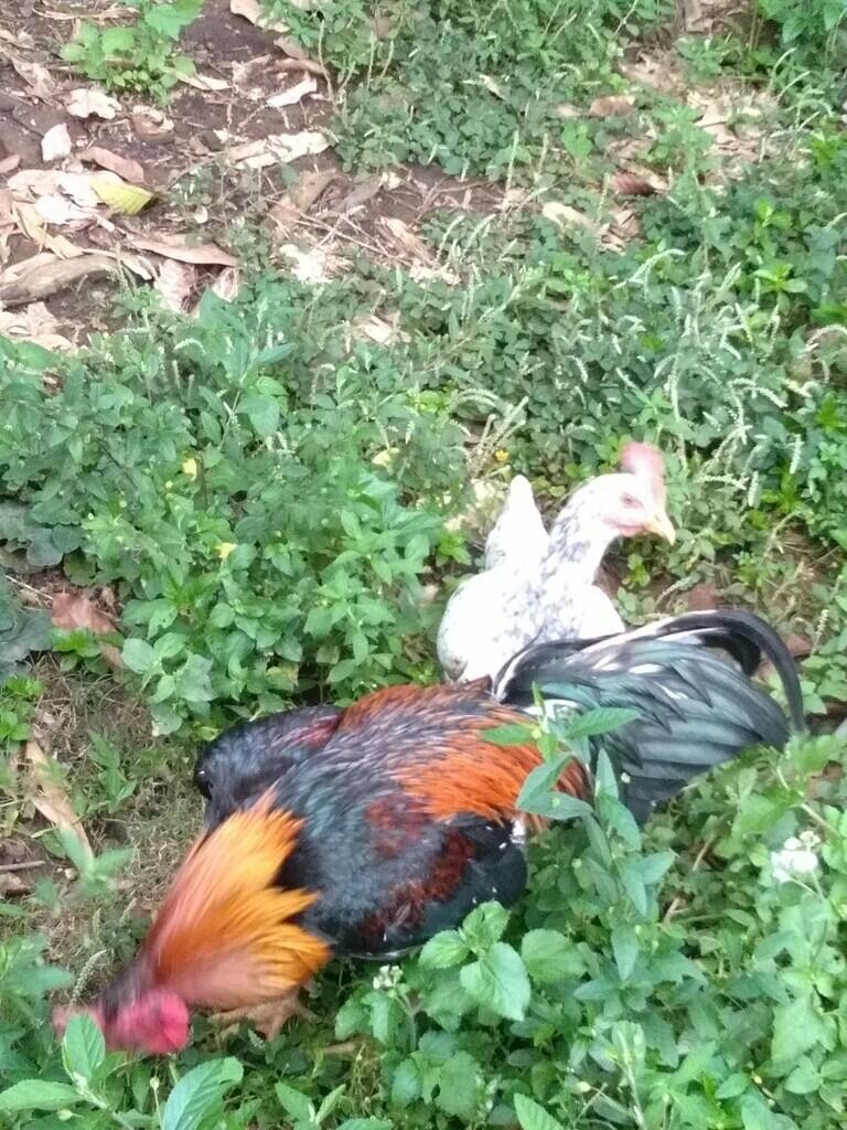 Peliharaan Mainstream yang Selalu Membuat Hati Bahagia, Terimakasih Piyik-Piyikku