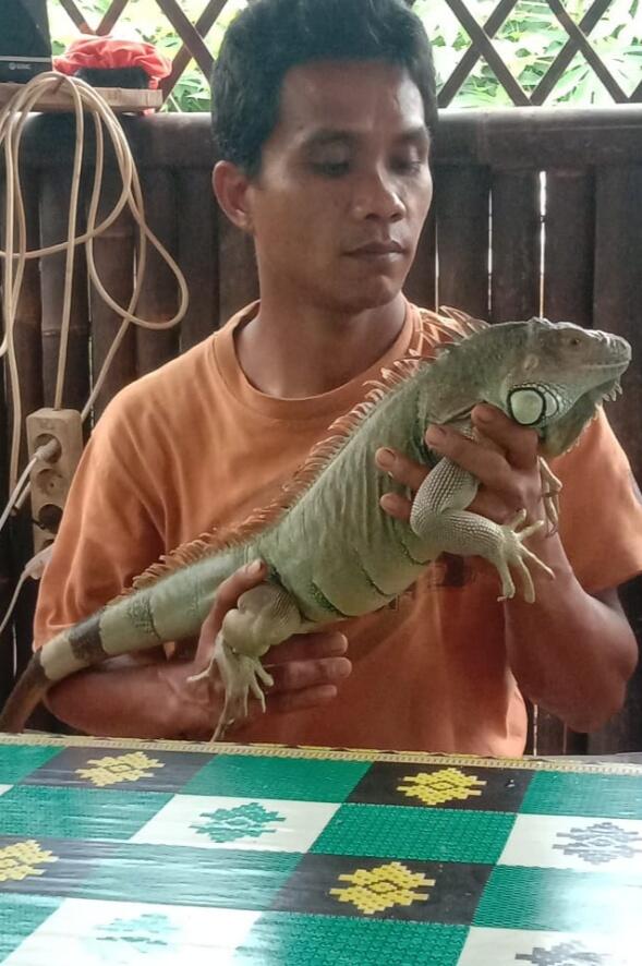 Iguana, Hewan Peliharaan Tepat Untuk Para Penyuka Reptil.