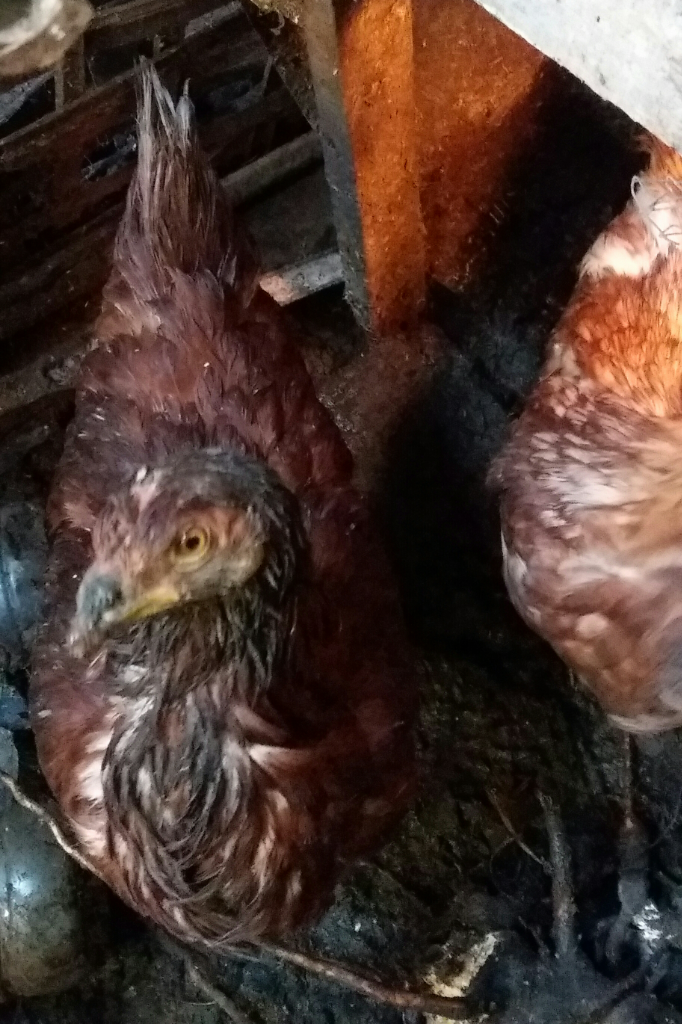 Si Gemas Bebek Dan Ayam, Hewan Peliharaan Keluarga