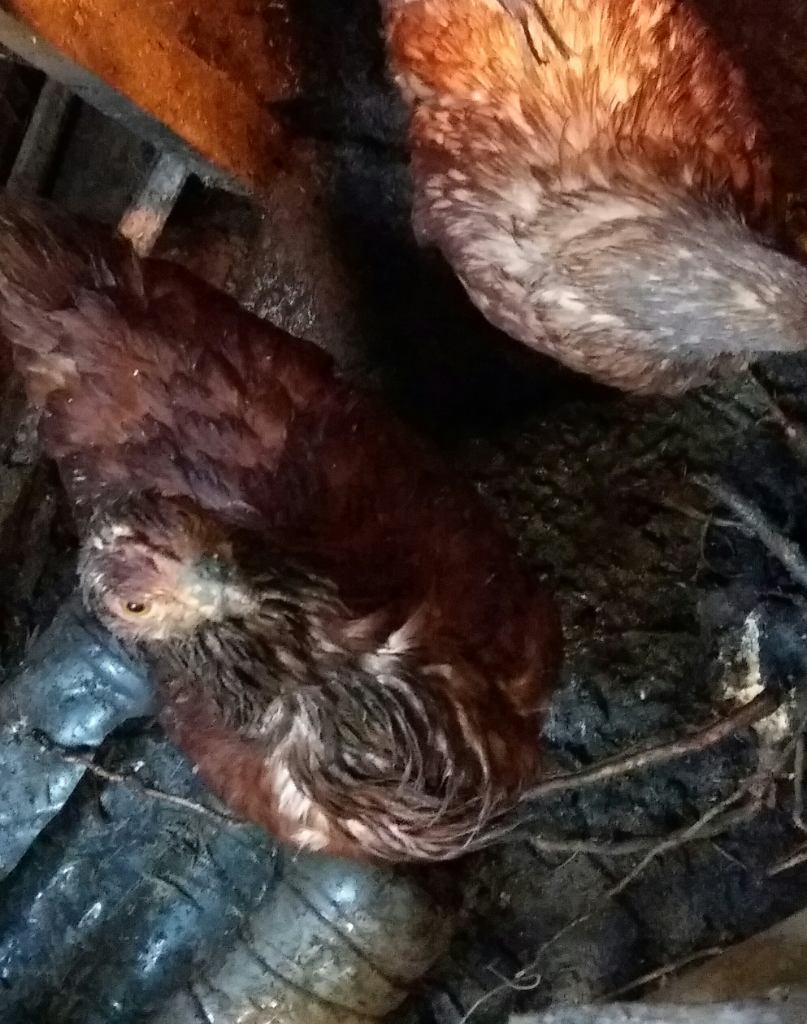 Si Gemas Bebek Dan Ayam, Hewan Peliharaan Keluarga