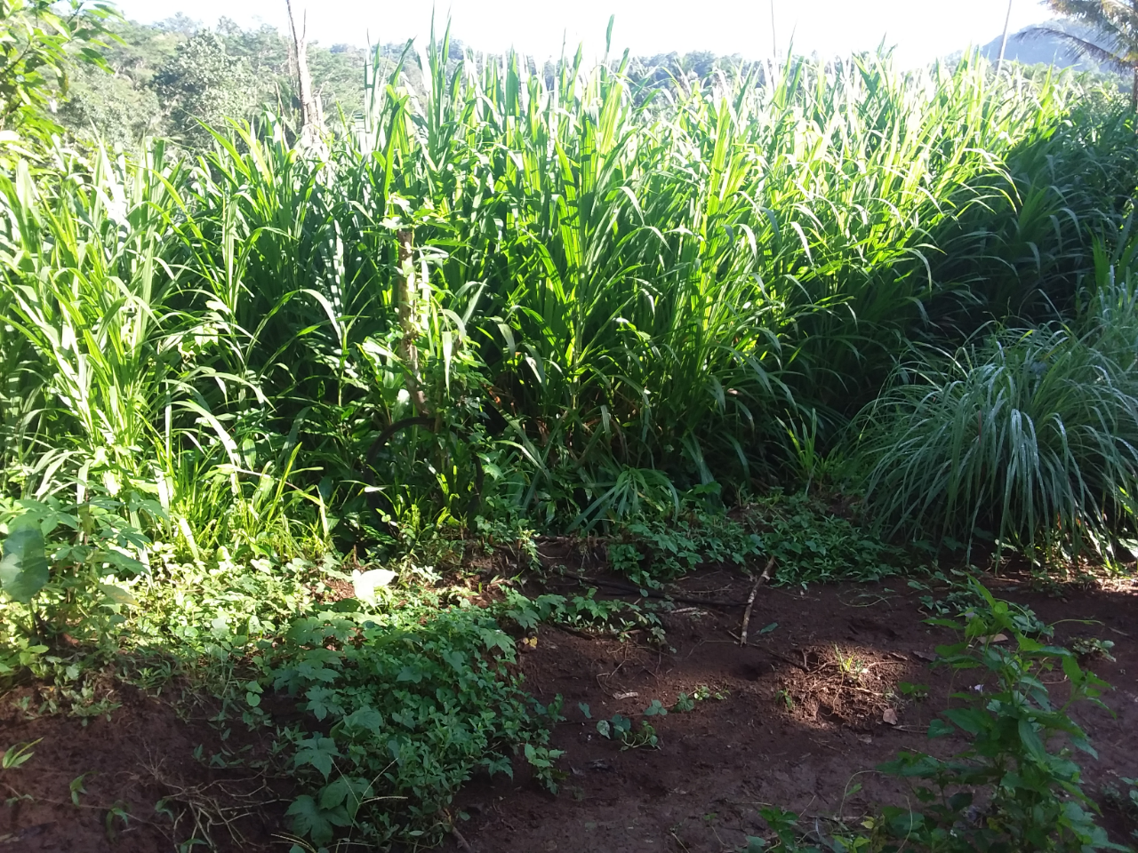 Pemeliharaan Tidak Ribet dan Keuntungan Menggiurkan