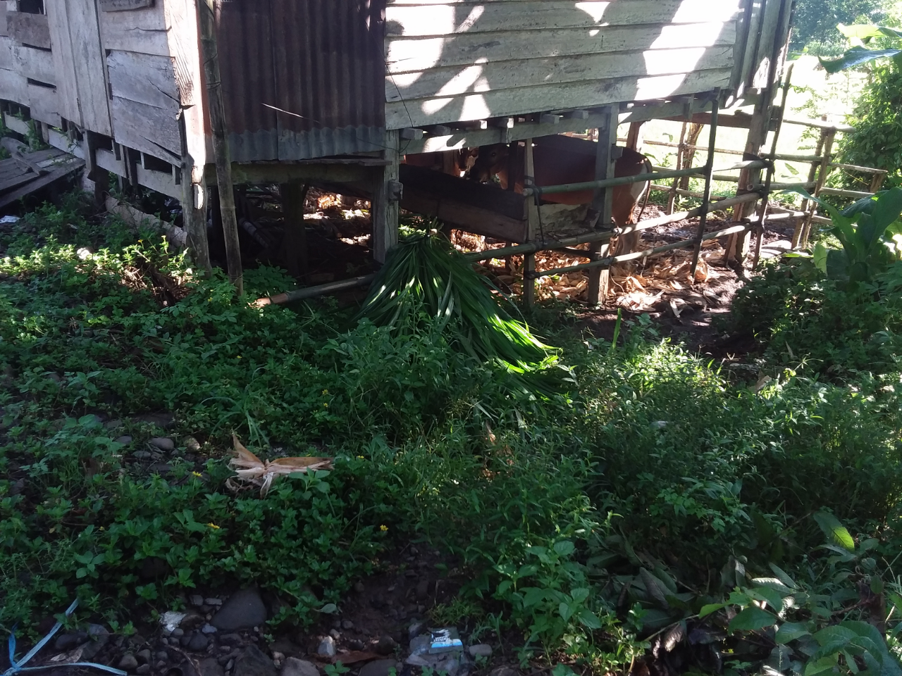 Pemeliharaan Tidak Ribet dan Keuntungan Menggiurkan