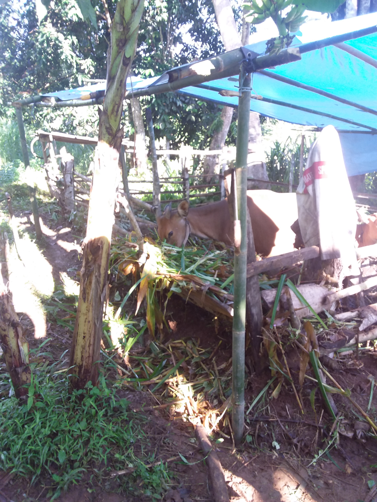 Pemeliharaan Tidak Ribet dan Keuntungan Menggiurkan