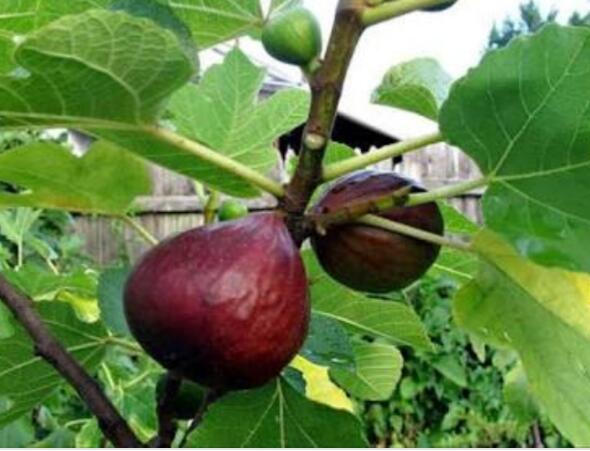 Apa itu buah tin? Jenis buah tin nomer 9 yang bikin takjub.