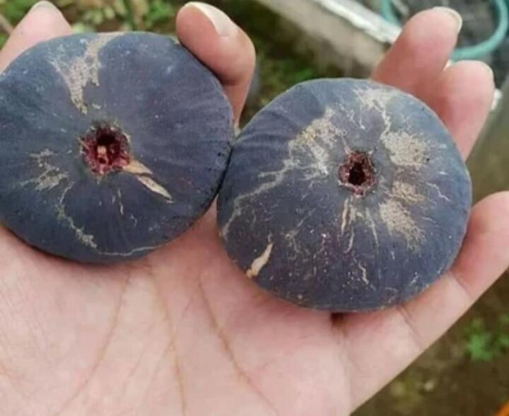 Apa itu buah tin? Jenis buah tin nomer 9 yang bikin takjub.