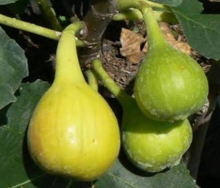 Apa itu buah tin? Jenis buah tin nomer 9 yang bikin takjub.