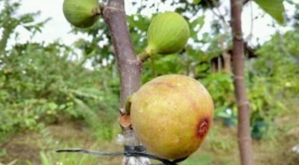Apa itu buah tin? Jenis buah tin nomer 9 yang bikin takjub.