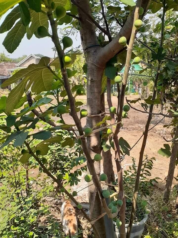 Apa itu buah tin? Jenis buah tin nomer 9 yang bikin takjub.