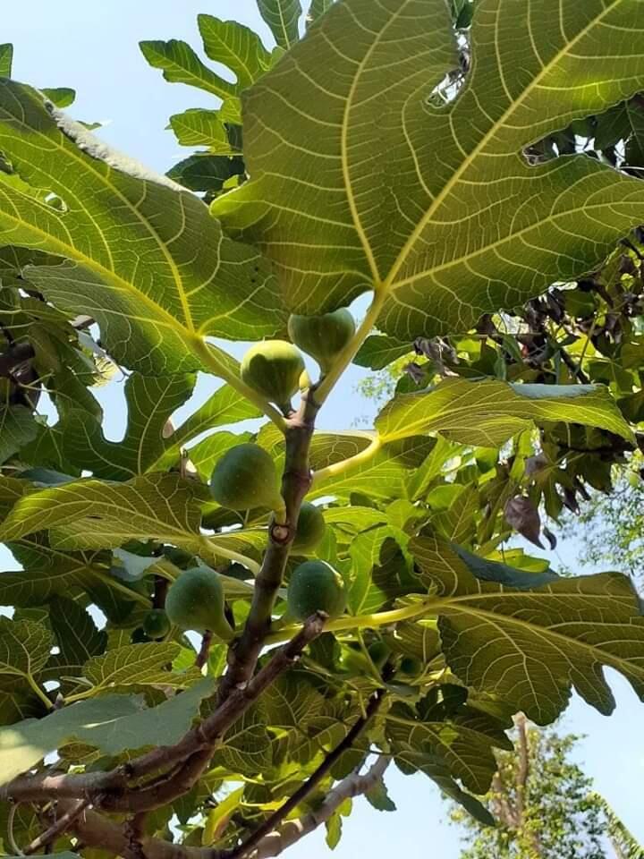 Apa itu buah tin? Jenis buah tin nomer 9 yang bikin takjub.