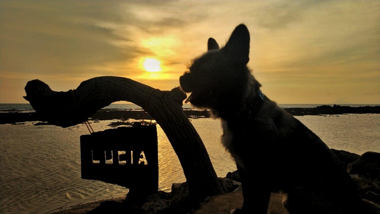 MY PET, TSUNAMI & RESPONSIBILITY ( ANJENG INSIDE )