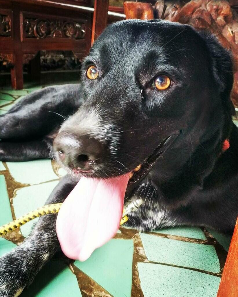 MY PET, TSUNAMI & RESPONSIBILITY ( ANJENG INSIDE )