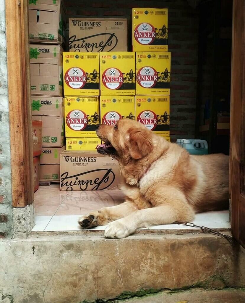 MY PET, TSUNAMI & RESPONSIBILITY ( ANJENG INSIDE )
