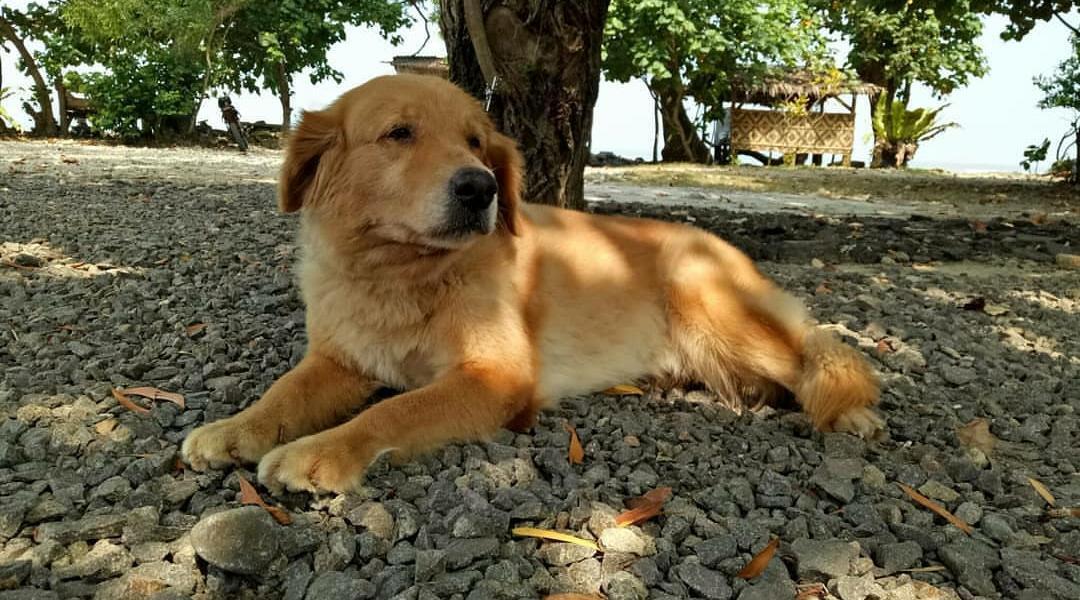 MY PET, TSUNAMI & RESPONSIBILITY ( ANJENG INSIDE )