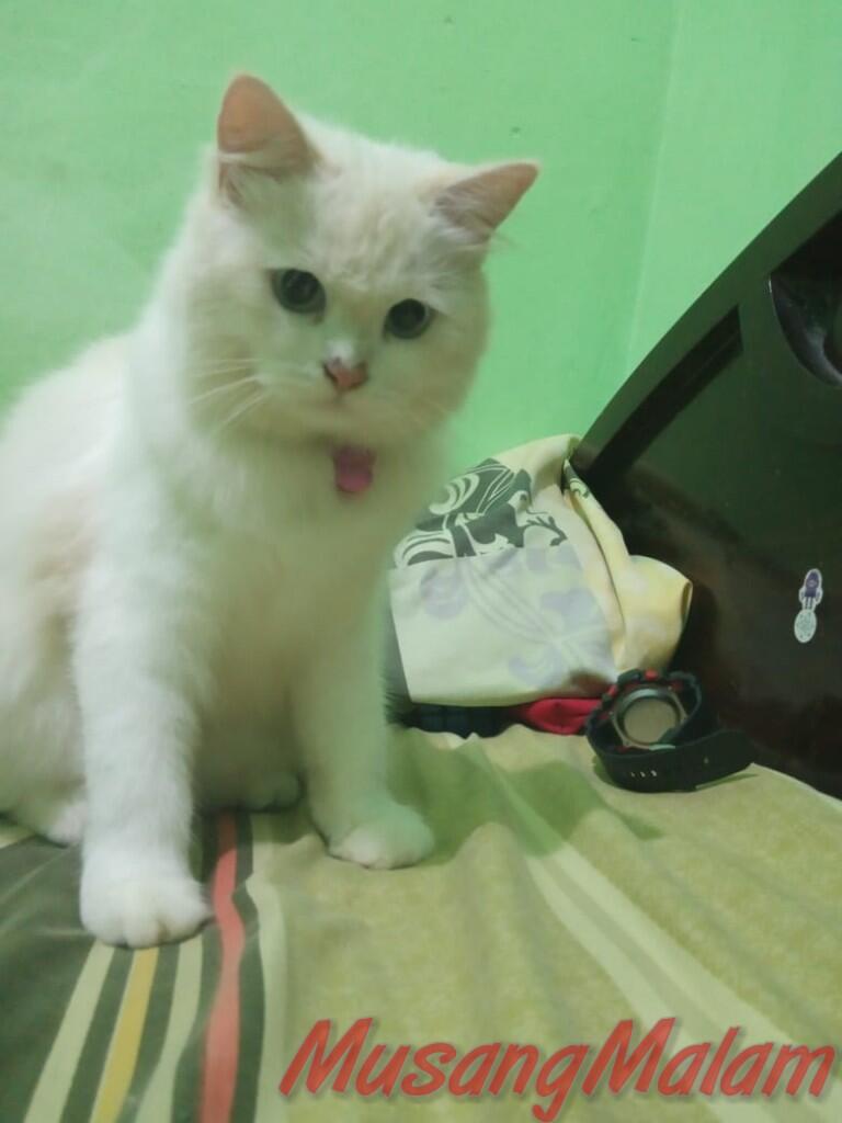 Tips Dan Trick Merawat Kucing Persia Dari Musang Malam