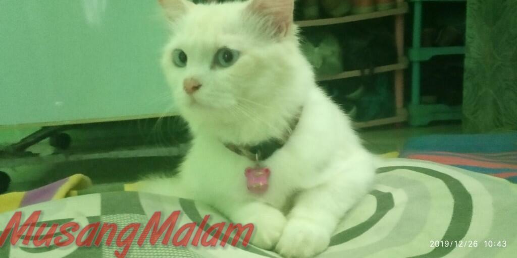 Tips Dan Trick Merawat Kucing Persia Dari Musang Malam