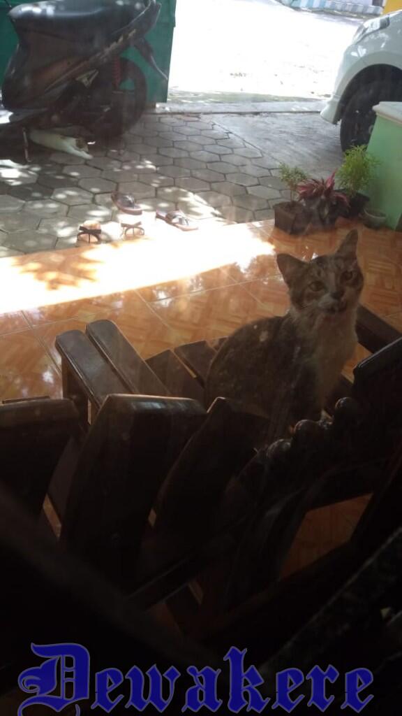 Naruto Kucing Betina Peliharaan ku Yang Bisa Menjaga Makanan Tetap Aman Dari Tikus