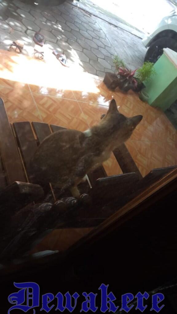 Naruto Kucing Betina Peliharaan ku Yang Bisa Menjaga Makanan Tetap Aman Dari Tikus
