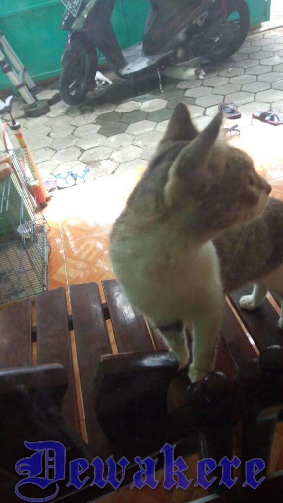 Naruto Kucing Betina Peliharaan ku Yang Bisa Menjaga Makanan Tetap Aman Dari Tikus