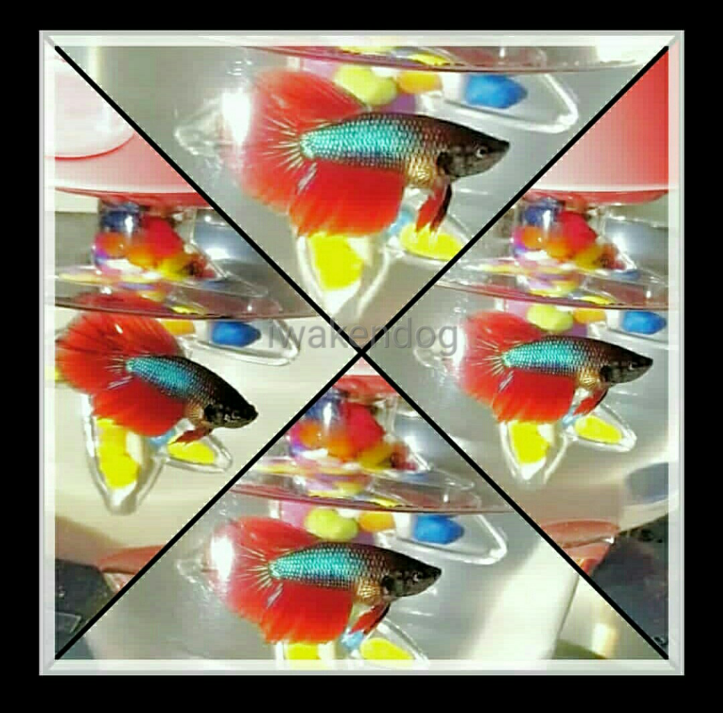 Dialah Ipank Si Ikan Cupang Merah Merona
