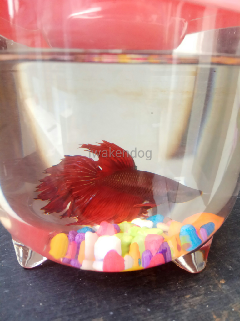 Dialah Ipank Si Ikan Cupang Merah Merona