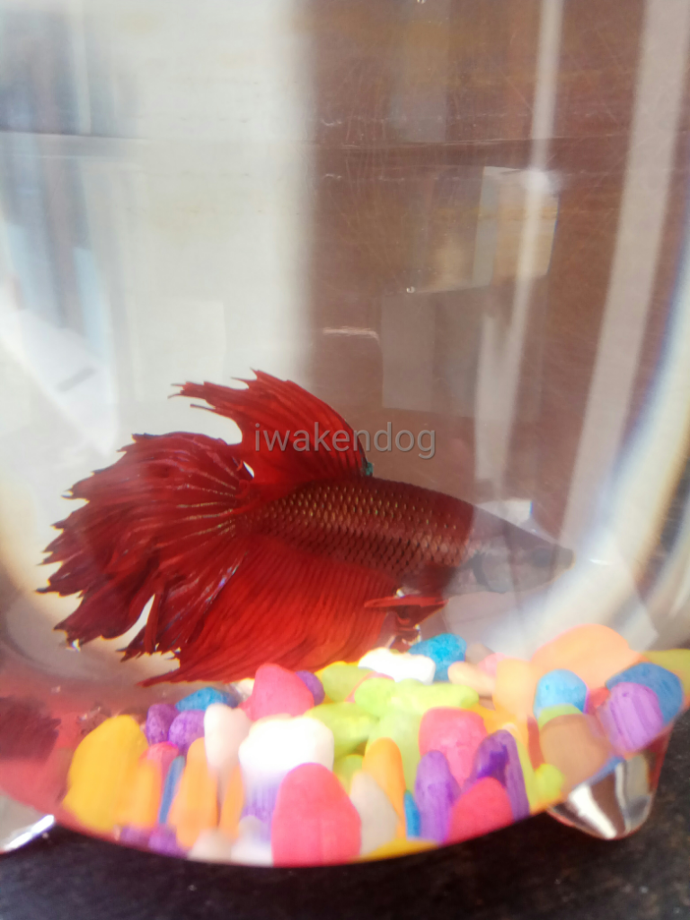 Dialah Ipank Si Ikan Cupang Merah Merona