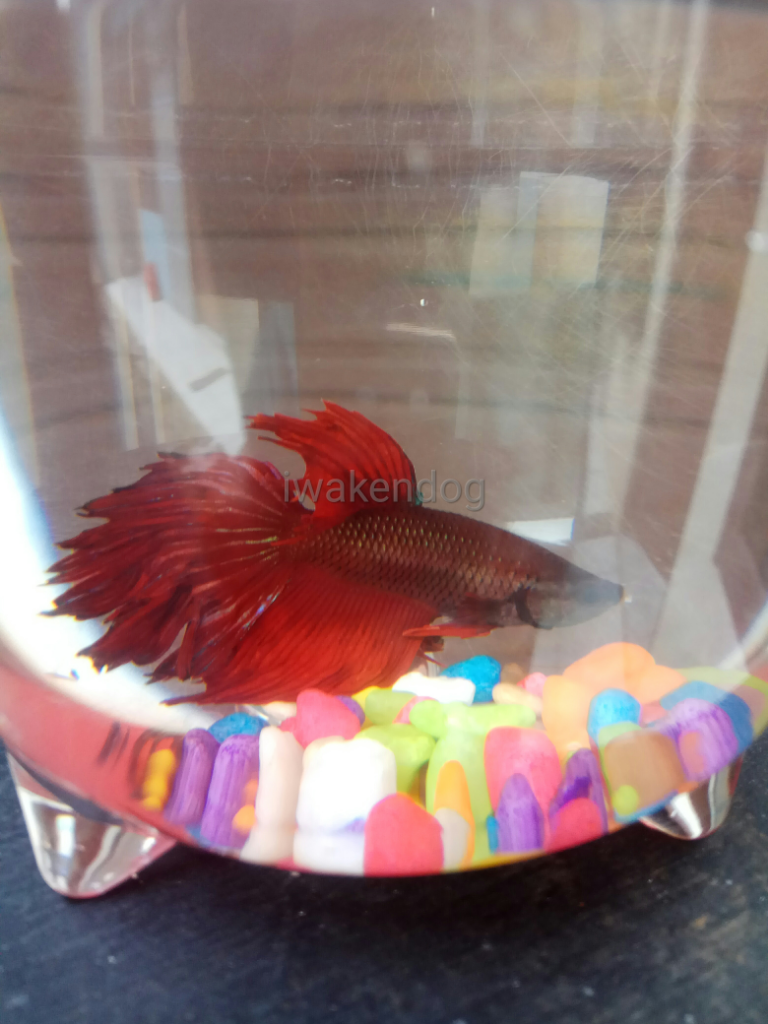 Dialah Ipank Si Ikan Cupang Merah Merona