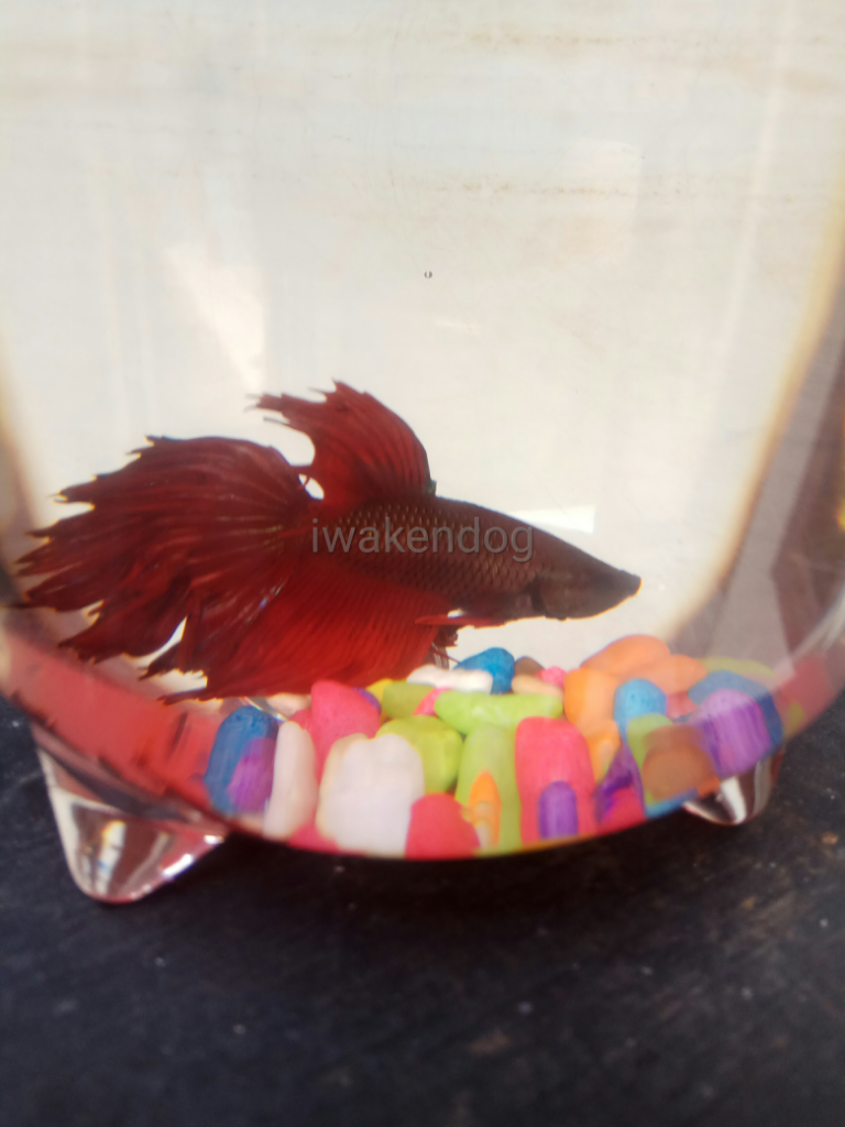 Dialah Ipank Si Ikan Cupang Merah Merona